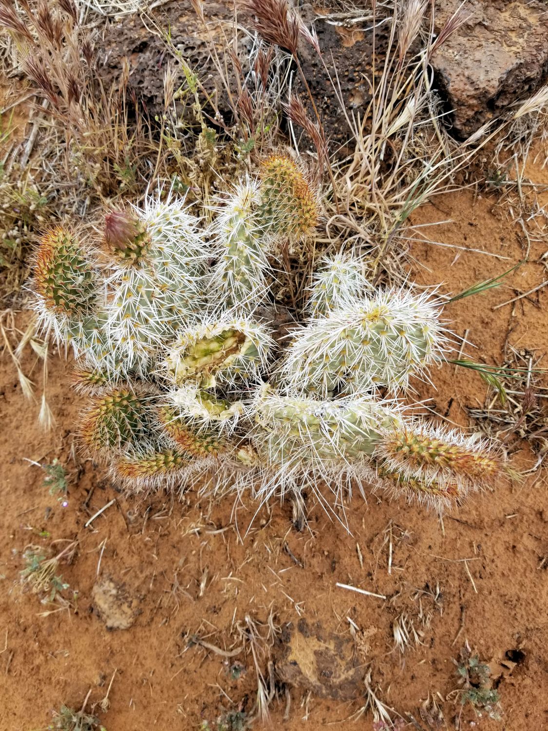 Snow Canyon State Park 